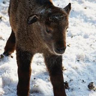 FOTKA - ZOO LIBEREC: Lyaky poktily malou takinku  Dorotku