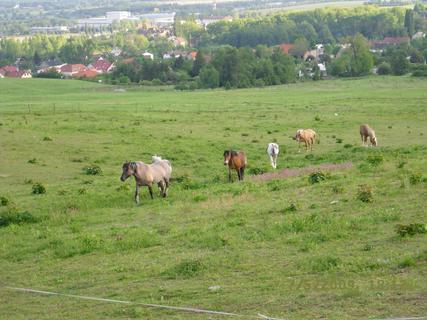 FOTKA - Prvn dny na rani