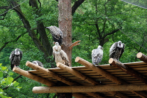 FOTKA - ZOO Zln: Nov prchoz voliry pro supy a mangusty