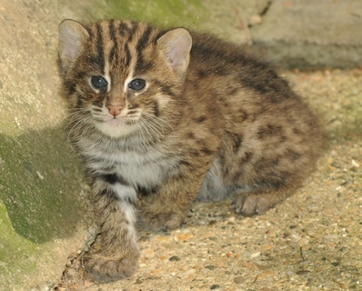 FOTKA - Koka rybsk v olomouck ZOO