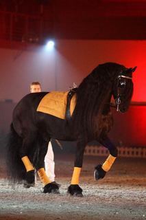 FOTKA - Black Horse Show