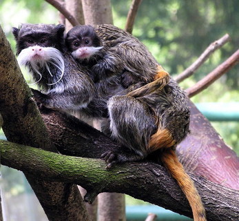 FOTKA - Tamarn vousat v olomouck ZOO