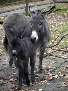 FOTKA - Dnsk zoo se raduje z dlouho oekvanho prstku! 