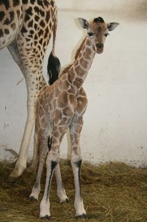 FOTKA - V steck zoo se narodil dal, v poad ji tet prstek letonho roku