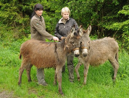 FOTKA - Zakrsl oslci Baina a Bruk