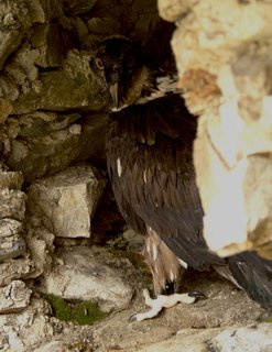 FOTKA - ZOO Liberec  vyputn orlosupa, narozen rysa