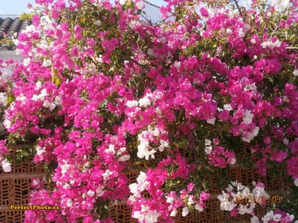 FOTKA - Stedomosk flora a moje schody do nebe