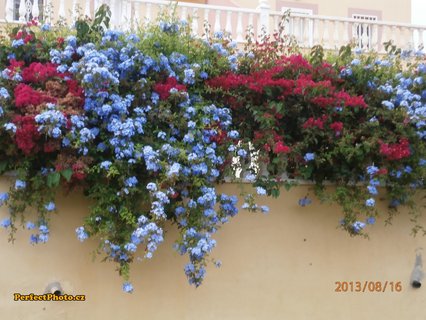 FOTKA - Stedomosk flora a moje schody do nebe