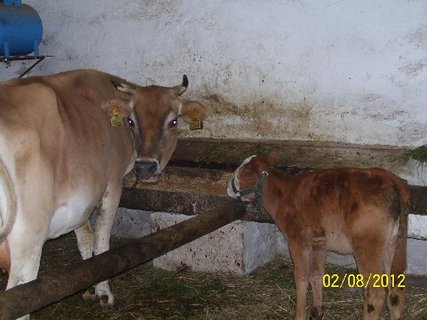 FOTKA - Obtn perod z mstsk kancelsk krysy na farmku! 