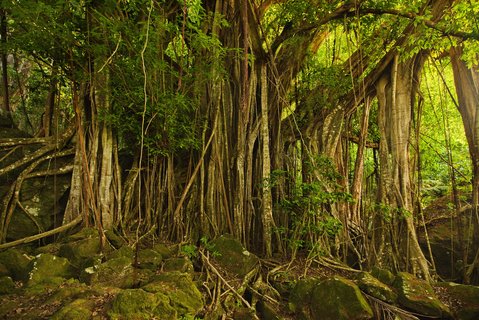 FOTKA - tk na Tahiti a jeho ostrovy