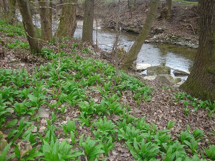 FOTKA - Medvd esnek (Allium ursinum)