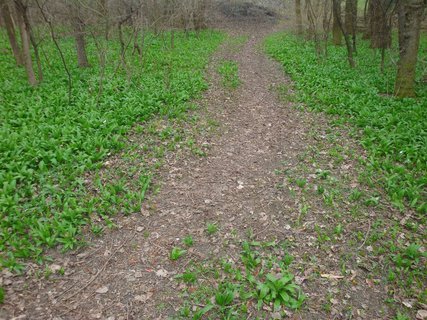 FOTKA - Medvd esnek (Allium ursinum)