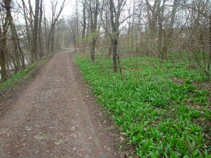 FOTKA - Medvd esnek (Allium ursinum)