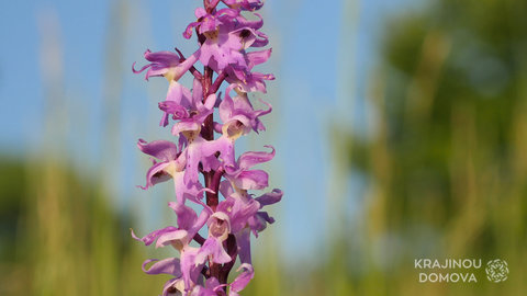 FOTKA - Krajinou domova 6. dl - Orchidejov hory