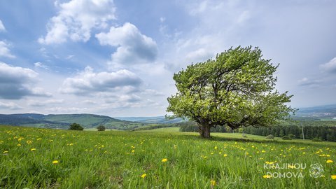 FOTKA - Krajinou domova 6. dl - Orchidejov hory