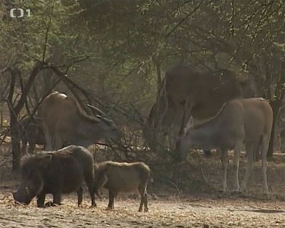 FOTKA - Cestomnie: Senegal - Ve stnu baobabu