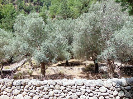 FOTKA - Samaria - krtsk nrodn park