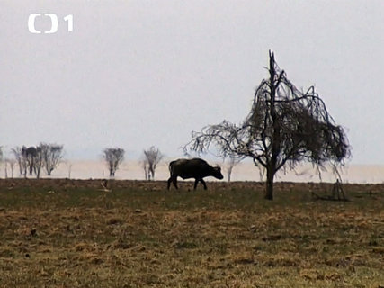 FOTKA - Cestomnie: Tanzanie  Africk safari