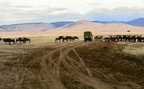 FOTKA - Cestomnie: Tanzanie  Africk safari