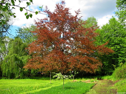 FOTKA - Botanick zahrada Libverda Dn