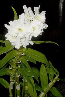 FOTKA - Pstovni orchidej III.   Dendrobium