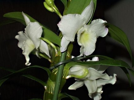 FOTKA - Pstovni orchidej III.   Dendrobium