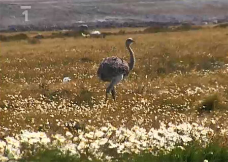 FOTKA - Cestomnie - Argentina a Chile: Drsnou Patagoni