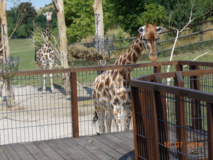 FOTKA - Vlet do zoo za irafami