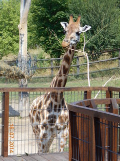 FOTKA - Vlet do zoo za irafami