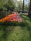 Holandsko - zem tulipn