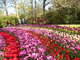 Holandsko - zem tulipn