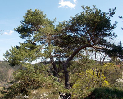 FOTKA - Rabtejn nad Stelou