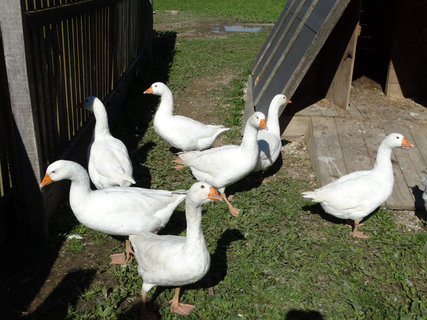 FOTKA - Vzhru do skanzenu a na rozhlednu