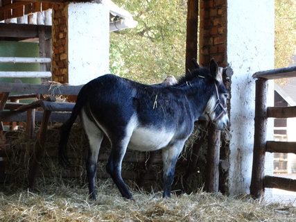 FOTKA - Zmek, muzeum i zvtka - to ve jsou Doudleby nad Orlic