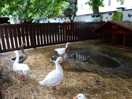 FOTKA - Zmek, muzeum i zvtka - to ve jsou Doudleby nad Orlic