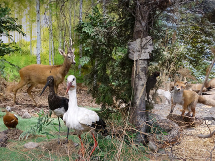 FOTKA - Zmek, muzeum i zvtka - to ve jsou Doudleby nad Orlic