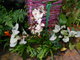 Vstava orchidej v botanick zahrad