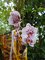 Vstava orchidej v botanick zahrad