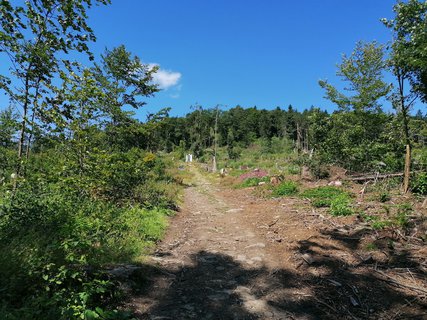 FOTKA - Pimda, nejstar hrad v echch