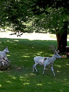 FOTKA - Zmek leby, velkolep romantick sdlo na Kutnohorsku