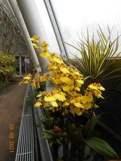 FOTKA - Vstava orchidej v botanick zahrad