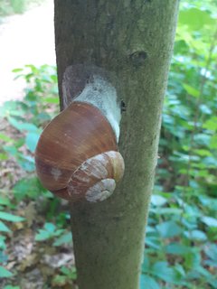 FOTKA - Rapotn a rozhledna Bukovka