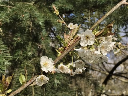 FOTKA - Arboretum Vysok Chvojno