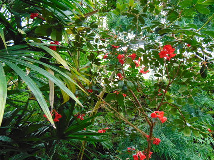 FOTKA - Botanick zahrada Teplice