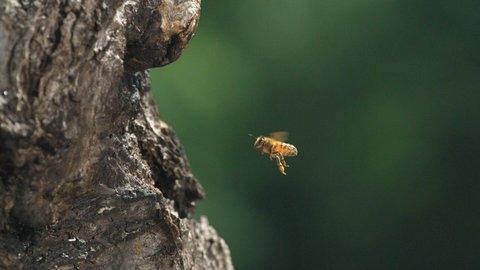 FOTKA - Zajmavosti ze ivota vely se dozvte na Prima ZOOM