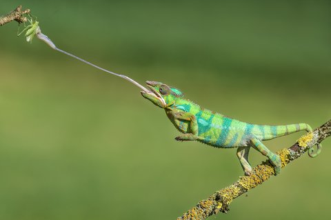 FOTKA - Uniktn dokumenty na Prima ZOOM pro 37. tden