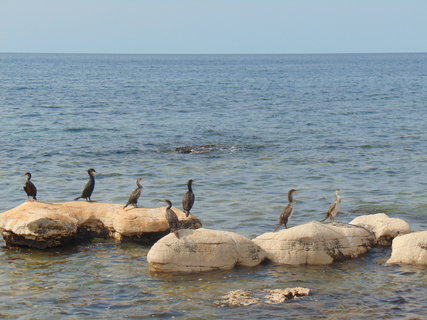 FOTKA - Ohldnut za dovolenou - Umag