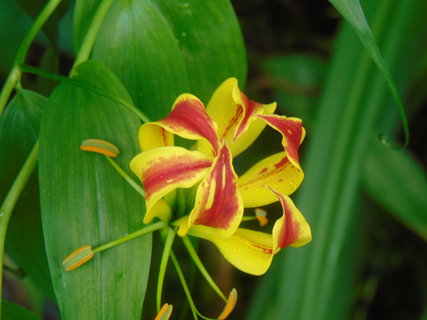 FOTKA - Nvrat po letech - Botanick zahrada Praha