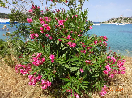 FOTKA - Ostrov Symi - malebn krsa