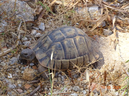 FOTKA - Ostrov Symi - malebn krsa